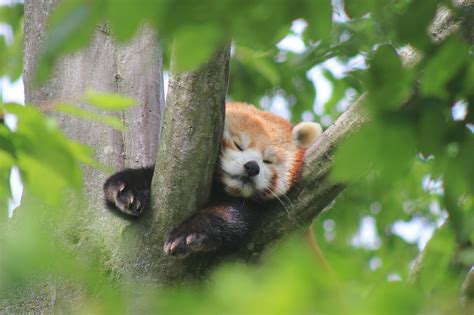 They also feed selectively on the most nutritious leaf tips and tender shoots in order to maximise the amount of energy they get from it. . Can you own a red panda in texas